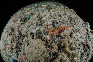 Shrimp over the moon by Marco Gargiulo 